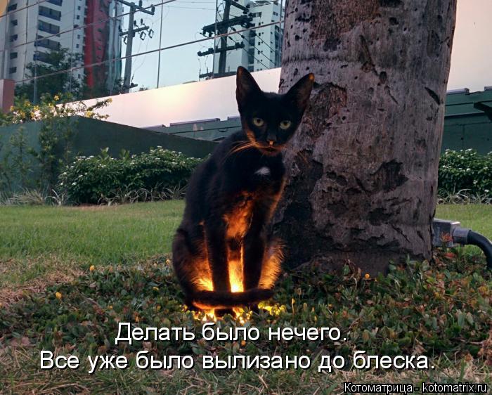 Делать было нечего. Все уже было вылизано до блеска.... Котоматрица: Делать было нечего. Все уже было вылизано до блеска.