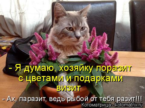 - Я думаю, хозяйку поразит с цветами и подарками визит - Ах, паразит, ведь рыбой от тебя разит!!!... Котоматрица: - Я думаю, хозяйку поразит с цветами и подарками визит - Ах, паразит, ведь рыбой от тебя разит!!!