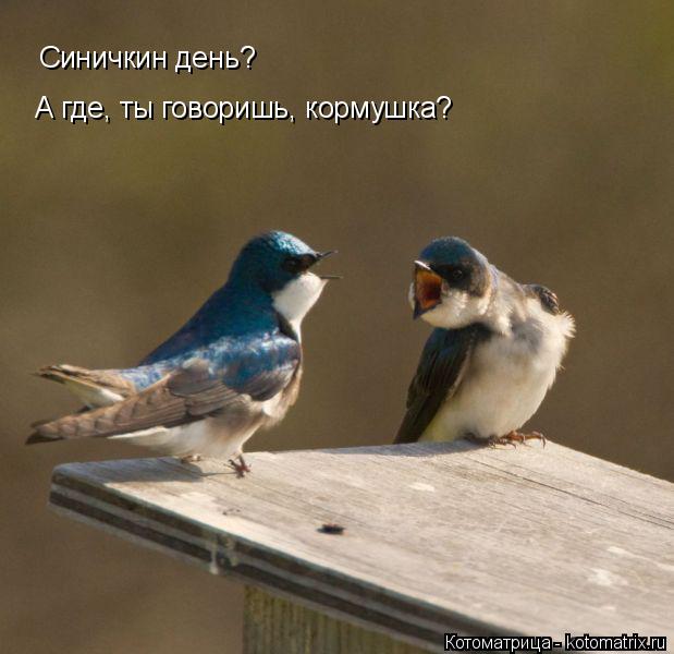 Котоматрица: Синичкин день? А где, ты говоришь, кормушка?