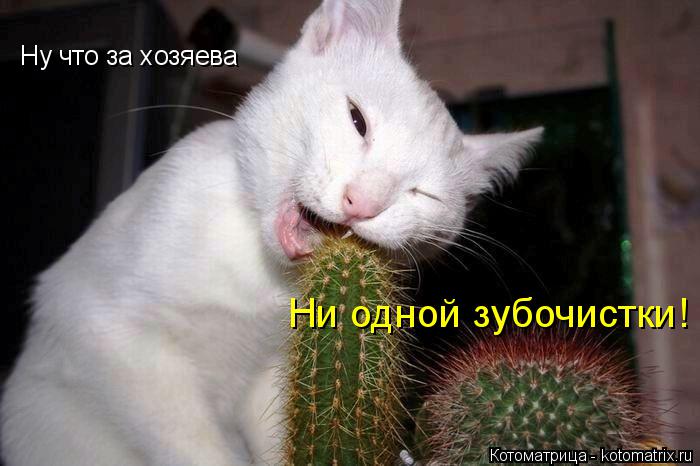 Ну что за хозяева Ни одной зубочистки!... Котоматрица: Ну что за хозяева Ни одной зубочистки!