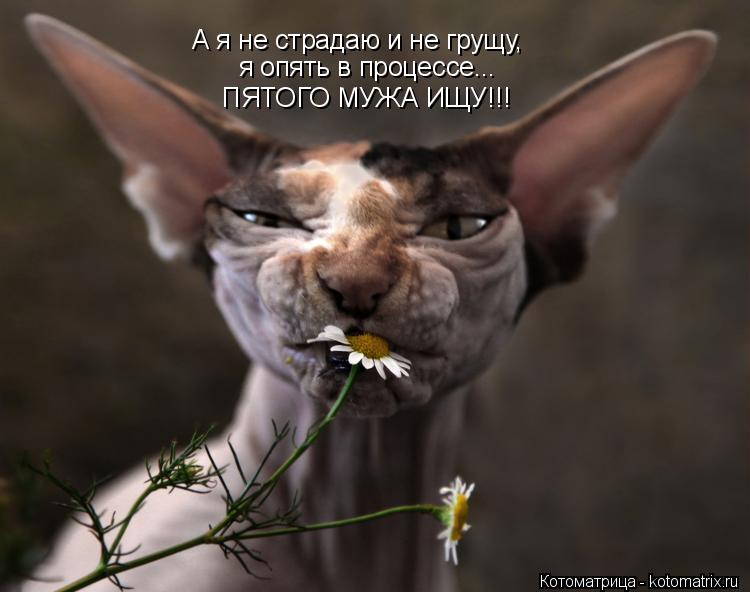 А я не страдаю и не грущу, я опять в процессе... ПЯТОГО МУЖА ИЩУ!!!... Котоматрица: А я не страдаю и не грущу, я опять в процессе... ПЯТОГО МУЖА ИЩУ!!!