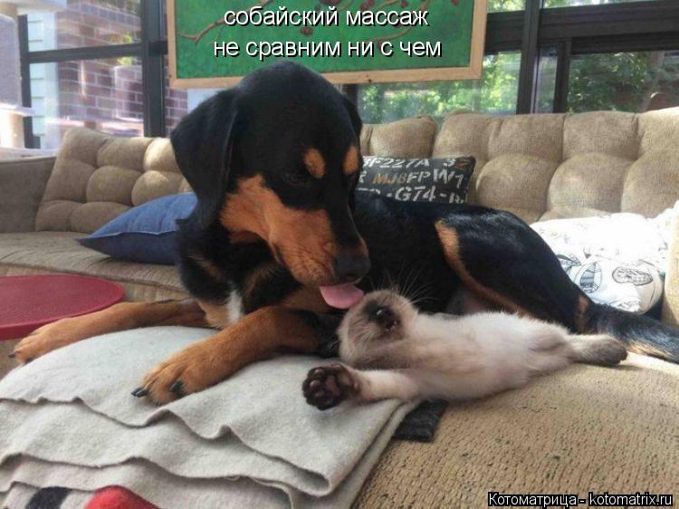собайский массаж не сравним ни с чем... Котоматрица: собайский массаж не сравним ни с чем