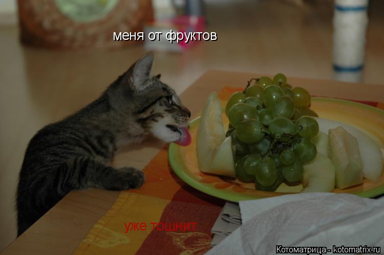 меня от фруктов уже тошнит... Котоматрица: меня от фруктов уже тошнит