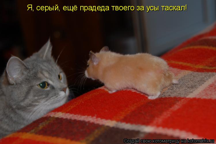 Я, серый, ещё прадеда твоего за усы таскал!... Котоматрица: Я, серый, ещё прадеда твоего за усы таскал!