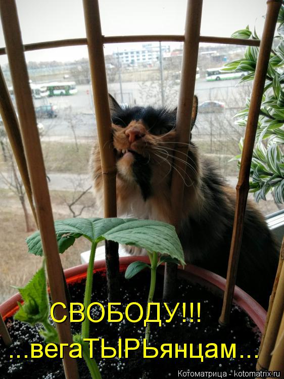 СВОБОДУ!!! ...вегаТЫРЬянцам...... Котоматрица: СВОБОДУ!!! ...вегаТЫРЬянцам...