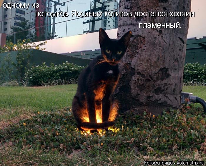 Котоматрица: одному из  потомков Яссиных котиков достался хозяин пламенный...