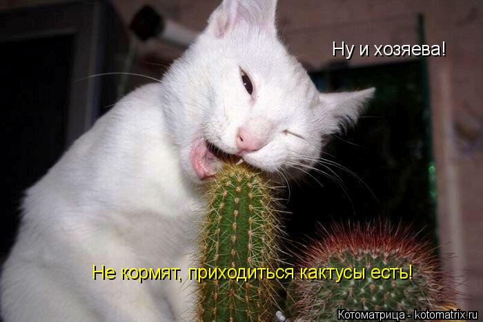 Ну и хозяева! Не кормят, приходиться кактусы есть!... Котоматрица: Ну и хозяева! Не кормят, приходиться кактусы есть!