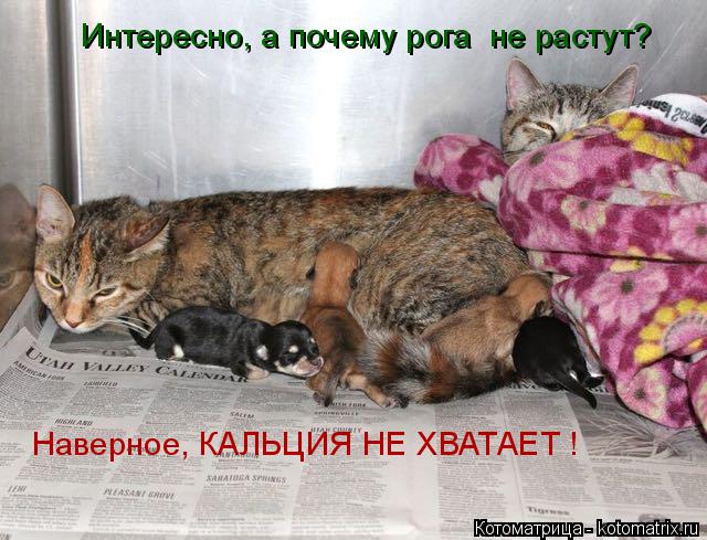 Котоматрица: Интересно, а почему рога  не растут? Наверное, КАЛЬЦИЯ НЕ ХВАТАЕТ !