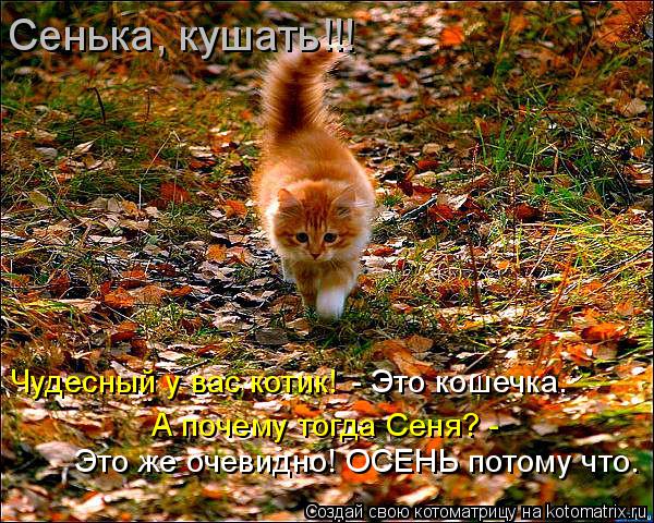 Это же очевидно! ОСЕНЬ потому что. Сенька, кушать!!! Чудесный у вас котик! - Это кошечка. А почему то... Котоматрица: Это же очевидно! ОСЕНЬ потому что. Сенька, кушать!!! Чудесный у вас котик! - Это кошечка. А почему тогда Сеня? -