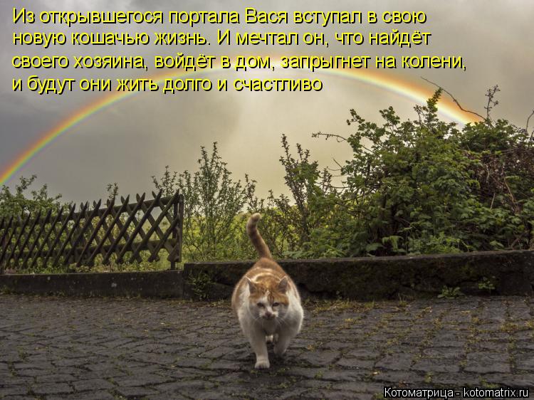 Котоматрица: Из открывшегося портала Вася вступал в свою новую кошачью жизнь. И мечтал он, что найдёт  своего хозяина, войдёт в дом, запрыгнет на колени, и