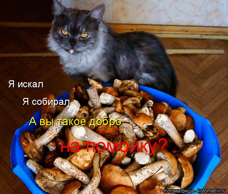 Я искал Я собирал А вы такое добро на помойку?... Котоматрица: Я искал Я собирал А вы такое добро на помойку?