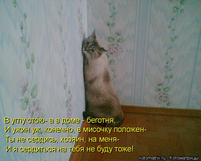 В углу стою- а в доме - беготня, И ужин уж, конечно, в мисочку положен- Ты не сердись, хозяин, на мен... Котоматрица: В углу стою- а в доме - беготня, И ужин уж, конечно, в мисочку положен- Ты не сердись, хозяин, на меня- И я сердиться на тебя не буду тоже!