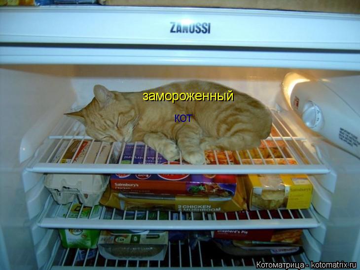 Котоматрица: замороженный кот
