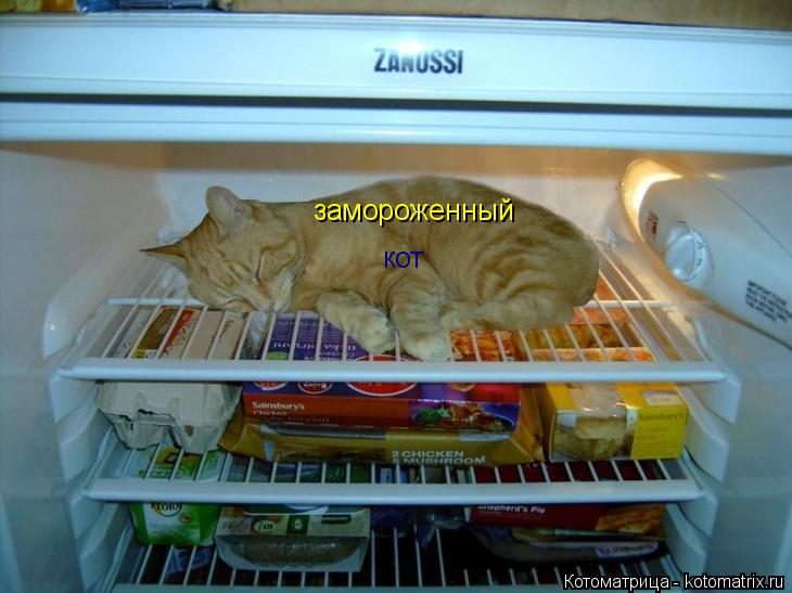 замороженный кот... Котоматрица: замороженный кот