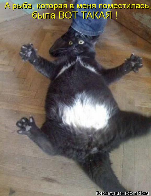А рыба, которая в меня поместилась, была ВОТ ТАКАЯ !... Котоматрица: А рыба, которая в меня поместилась, была ВОТ ТАКАЯ !