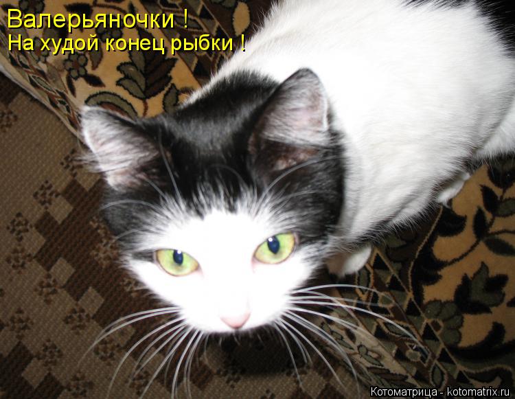 Валерьяночки ! На худой конец рыбки !... Котоматрица: Валерьяночки ! На худой конец рыбки !