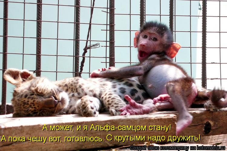 А может, и я Альфа-самцом стану! А пока чешу вот, готовлюсь. С крутыми надо дружить!... Котоматрица: А может, и я Альфа-самцом стану! А пока чешу вот, готовлюсь. С крутыми надо дружить!