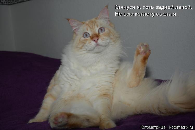 Клянуся я, хоть задней лапой, Не всю котлету съела я.... Котоматрица: Клянуся я, хоть задней лапой, Не всю котлету съела я.