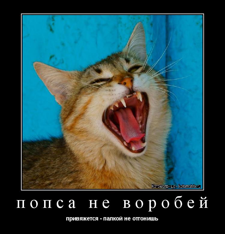 попса не воробей привяжется - палкой не отгонишь... Котоматрица: попса не воробей привяжется - палкой не отгонишь