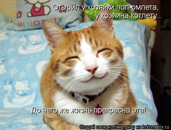 Стырил у хозяйки пол-омлета, у хозяина котлету... До чего же жизнь прекрасна эта!... Котоматрица: Стырил у хозяйки пол-омлета, у хозяина котлету... До чего же жизнь прекрасна эта!