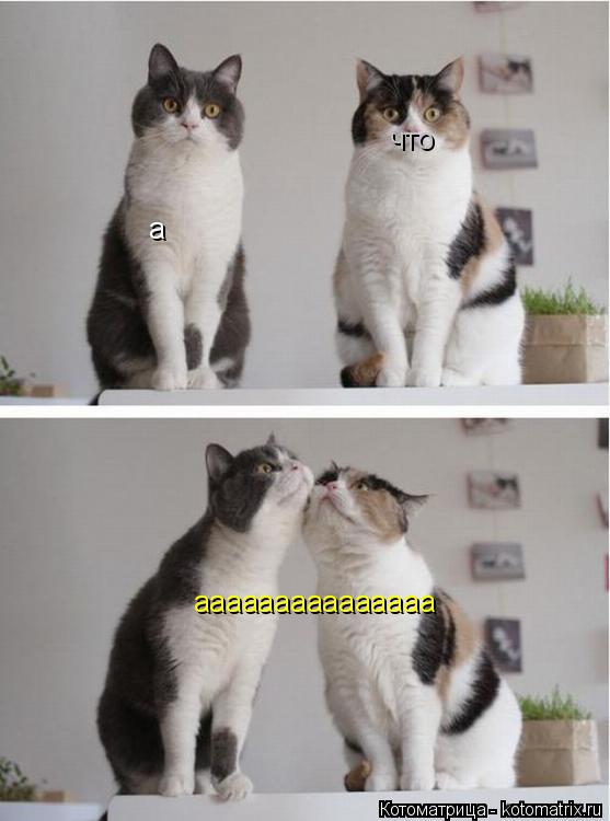 а что ааааааааааааааа... Котоматрица: а что ааааааааааааааа