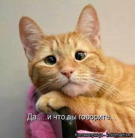 Да.....и что вы говорите...... Котоматрица: Да.....и что вы говорите...