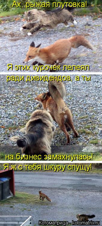 Ах, рыжая плутовка! Я этих курочек лелеял ради дивидендов, а ты на бизнес замахнулась! Я ж с тебя ш... Котоматрица: Ах, рыжая плутовка! Я этих курочек лелеял ради дивидендов, а ты на бизнес замахнулась! Я ж с тебя шкуру спущу!