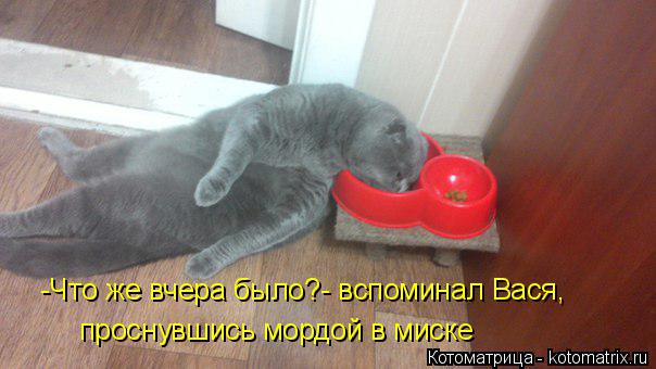 -Что же вчера было?- вспоминал Вася, проснувшись мордой в миске... Котоматрица: -Что же вчера было?- вспоминал Вася, проснувшись мордой в миске