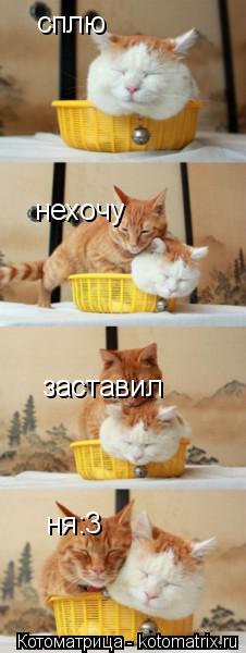 сплю нехочу заставил ня:3... Котоматрица: сплю нехочу заставил ня:3