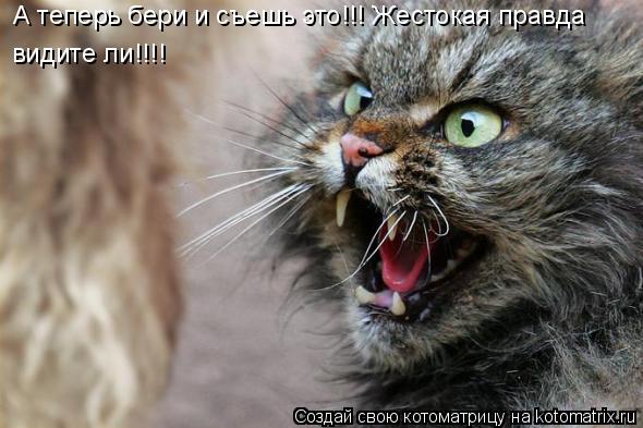 А теперь бери и съешь это!!! Жестокая правда видите ли!!!!... Котоматрица: А теперь бери и съешь это!!! Жестокая правда видите ли!!!!