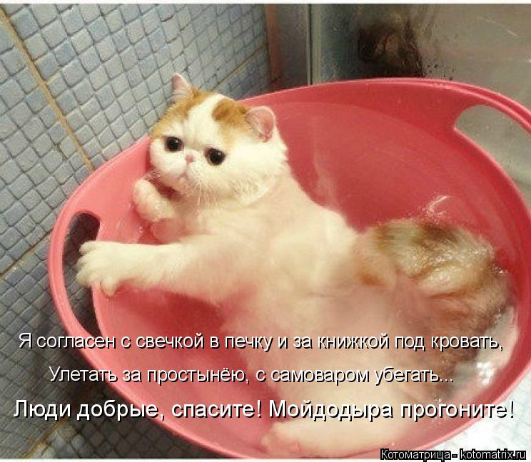 Котоматрица: Я согласен с свечкой в печку и за книжкой под кровать, Улетать за простынёю, с самоваром убегать... Люди добрые, спасите! Мойдодыра прогоните!