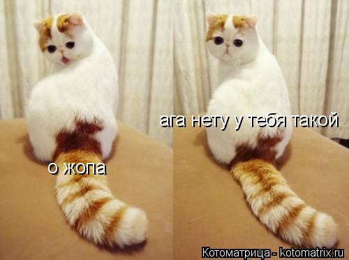 о жопа ага нету у тебя такой... Котоматрица: о жопа ага нету у тебя такой
