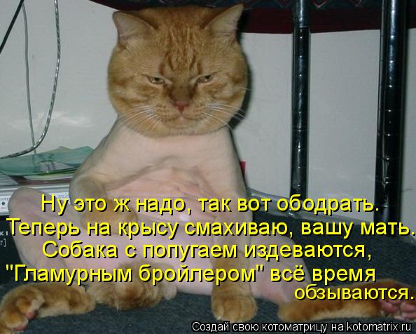 Котоматрица: Ну это ж надо, так вот ободрать. Собака с попугаем издеваются,  обзываются. Теперь на крысу смахиваю, вашу мать... "Гламурным бройлером" всё вр