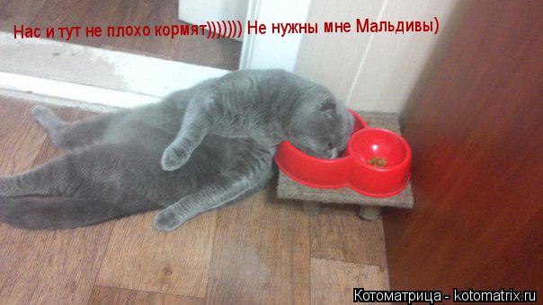 Котоматрица: Нас и тут не плохо кормят))))))) Не нужны мне Мальдивы)