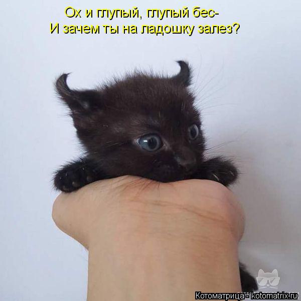 Ох и глупый, глупый бес- И зачем ты на ладошку залез?... Котоматрица: Ох и глупый, глупый бес- И зачем ты на ладошку залез?