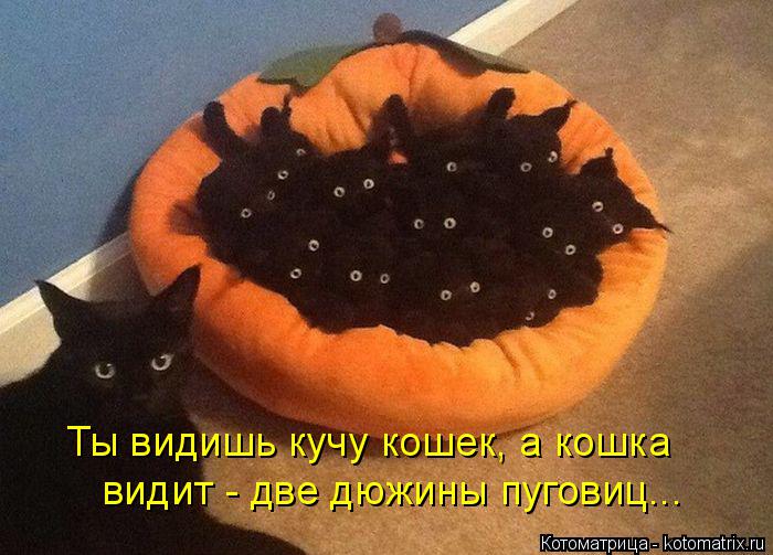 Ты видишь кучу кошек, а кошка видит - две дюжины пуговиц...... Котоматрица: Ты видишь кучу кошек, а кошка видит - две дюжины пуговиц...