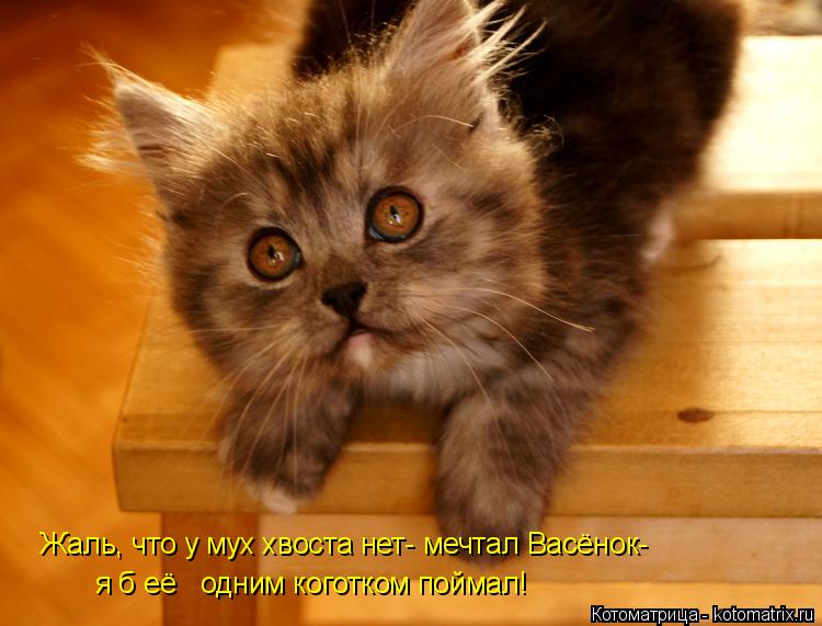 Жаль, что у мух хвоста нет- мечтал Васёнок- я б её одним коготком поймал!... Котоматрица: Жаль, что у мух хвоста нет- мечтал Васёнок- я б её одним коготком поймал!