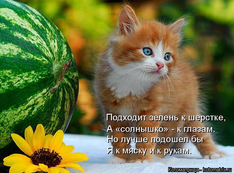 Подходит зелень к шерстке, А «солнышко» - к глазам. Но лучше подошел бы Я к мяску и к рукам.... Котоматрица: Подходит зелень к шерстке, А «солнышко» - к глазам. Но лучше подошел бы Я к мяску и к рукам.