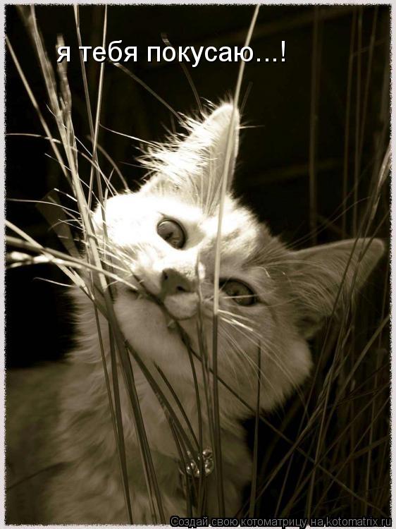 я тебя покусаю...!... Котоматрица: я тебя покусаю...!