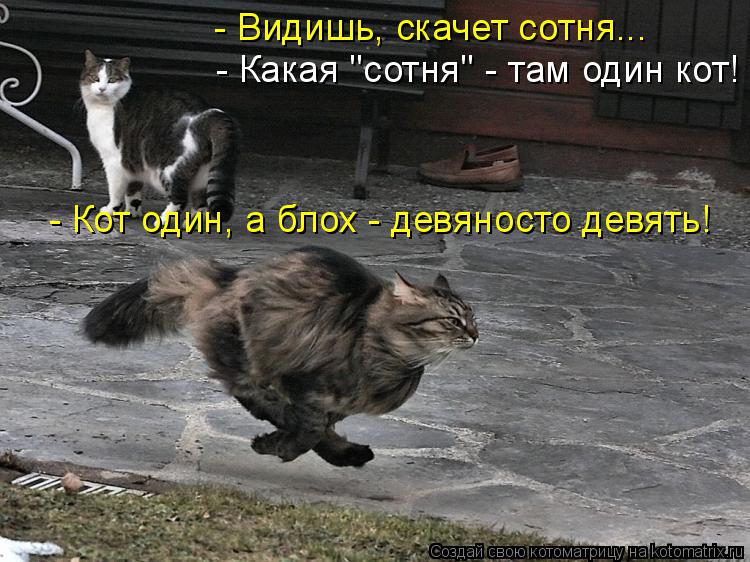 - Видишь, скачет сотня... - Какая "сотня" - там один кот! - Кот один, а блох - девяносто девять!... Котоматрица: - Видишь, скачет сотня... - Какая "сотня" - там один кот! - Кот один, а блох - девяносто девять!