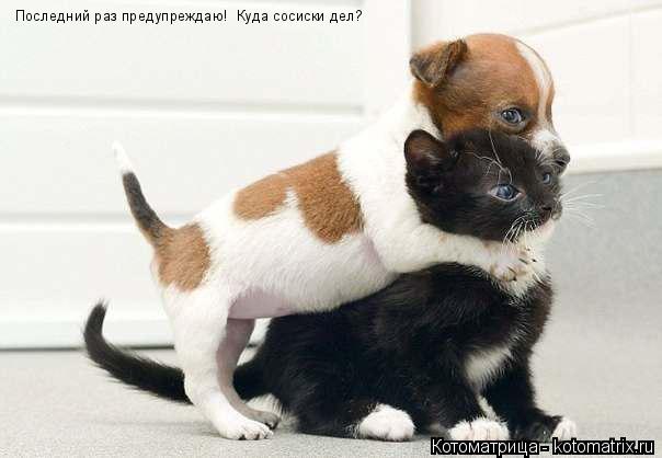 Последний раз предупреждаю! Куда сосиски дел?... Котоматрица: Последний раз предупреждаю! Куда сосиски дел?
