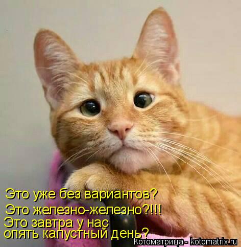 Котоматрица: Это уже без вариантов? Это железно-железно?!!! Это завтра у нас  опять капустный день?