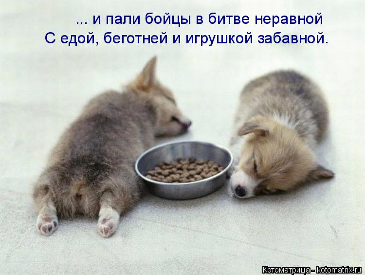 С едой, беготней и игрушкой забавной. ... и пали бойцы в битве неравной... Котоматрица: С едой, беготней и игрушкой забавной. ... и пали бойцы в битве неравной