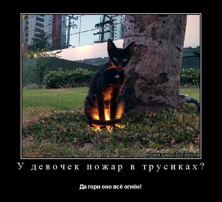 У девочек пожар в трусиках? Да гори оно всё огнём!... Котоматрица: У девочек пожар в трусиках? Да гори оно всё огнём!
