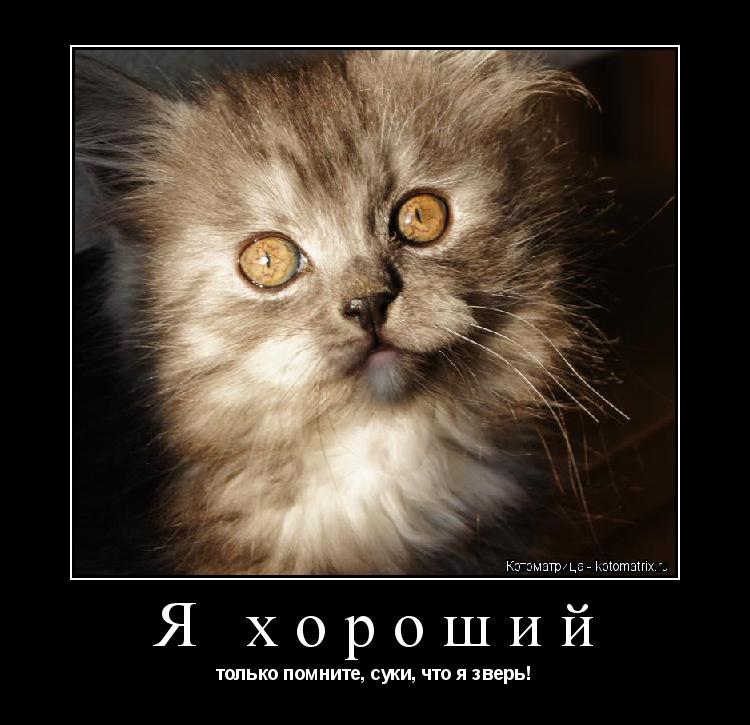 Я хороший только помните, суки, что я зверь!... Котоматрица: Я хороший только помните, суки, что я зверь!
