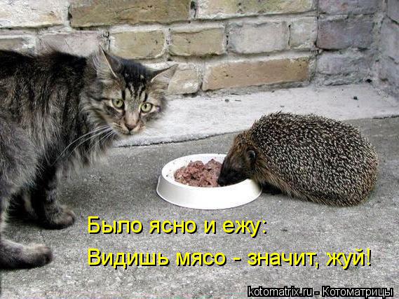Котоматрица: Было ясно и ежу: Видишь мясо - значит, жуй!