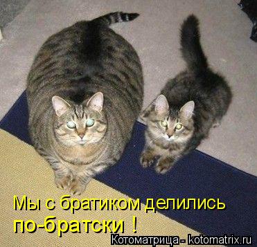 Мы с братиком делились по-братски !... Котоматрица: Мы с братиком делились по-братски !