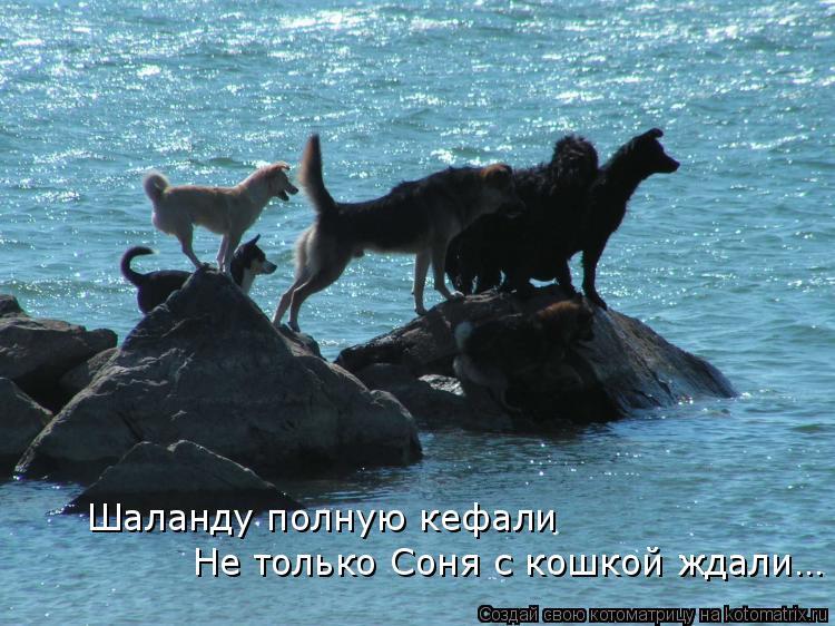 Шаланду полную кефали Не только Соня с кошкой ждали…... Котоматрица: Шаланду полную кефали Не только Соня с кошкой ждали…