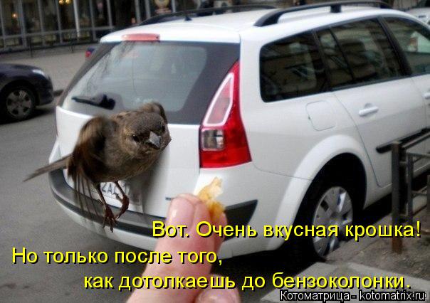 как дотолкаешь до бензоколонки. Но только после того, Вот. Очень вкусная крошка!... Котоматрица: как дотолкаешь до бензоколонки. Но только после того, Вот. Очень вкусная крошка!