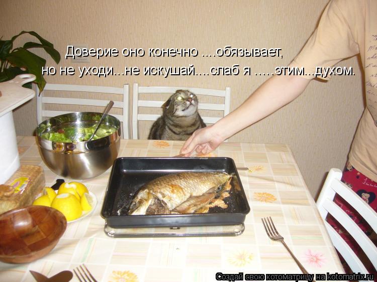 Доверие оно конечно ....обязывает, но не уходи...не искушай....слаб я .….этим...духом.... Котоматрица: Доверие оно конечно ....обязывает, но не уходи...не искушай....слаб я .….этим...духом.